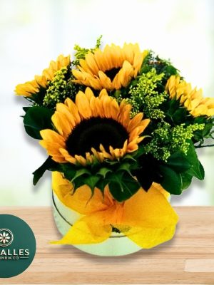 Girasoles redondo