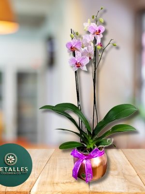 Planta Orquidea