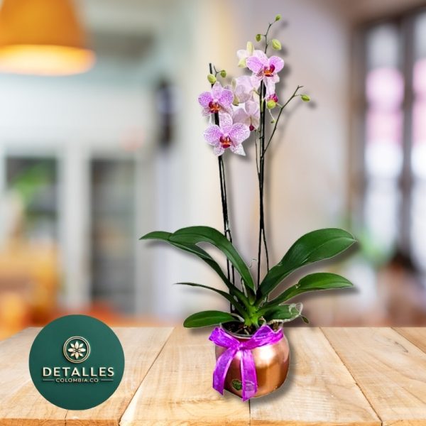 Planta Orquidea
