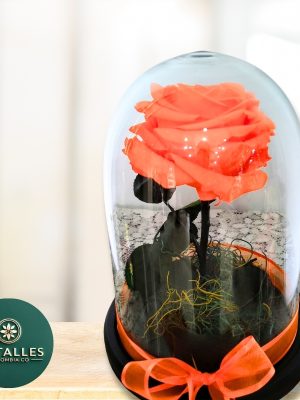 Rosa preservada